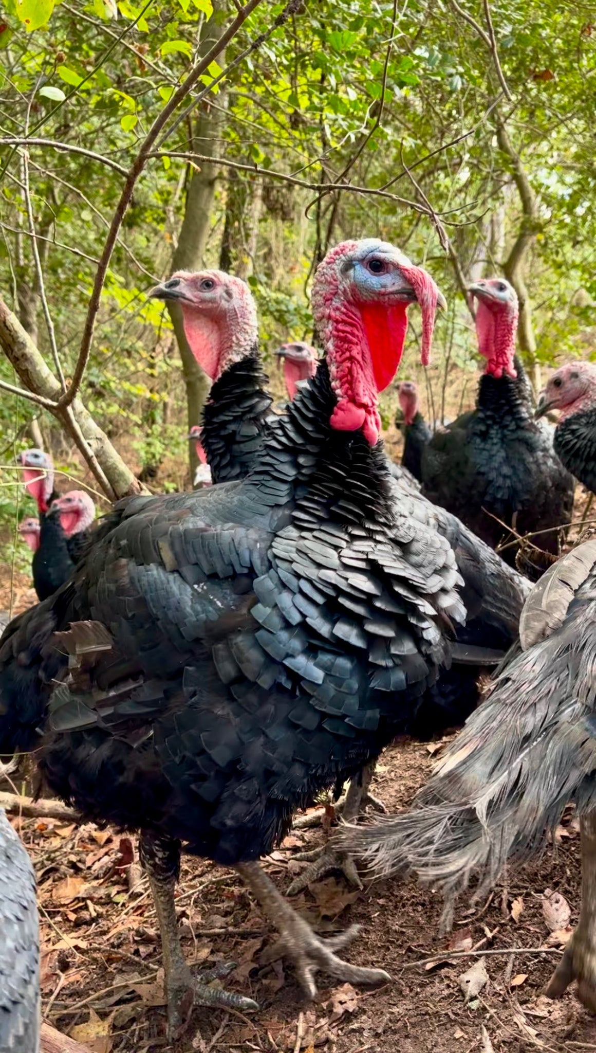 Artisan Gold Holiday Turkey (Deposit)